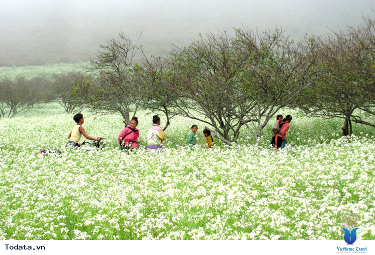 Hoa Cái Trắng Mộc Châu 3